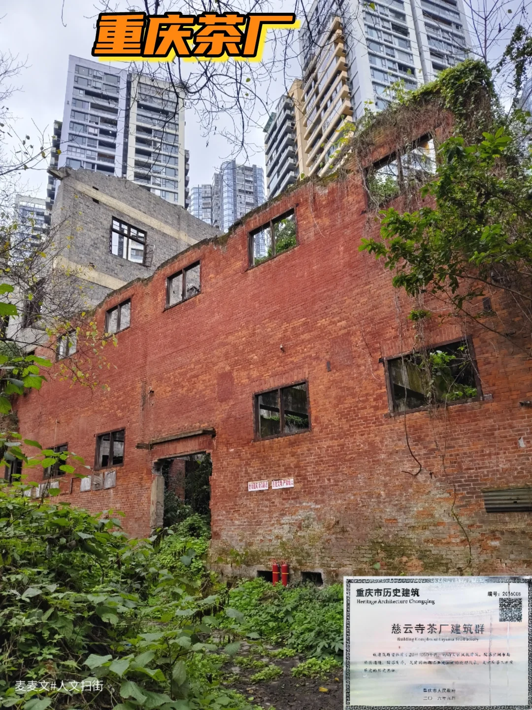 【南岸】重庆沱茶的荣光与重庆茶厂的沧桑