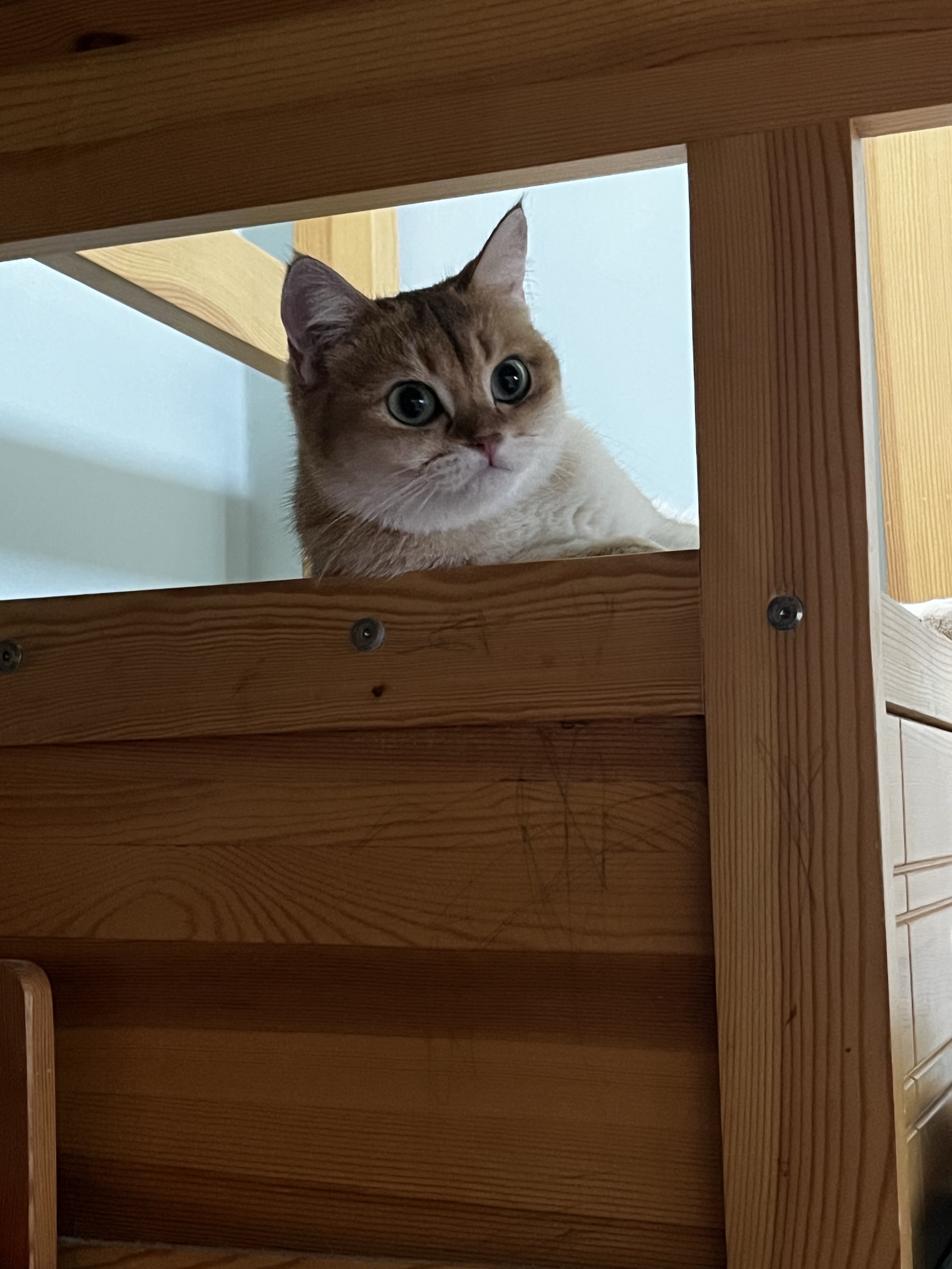 姐姐养的猫，一双大眼睛盯着你[大笑]