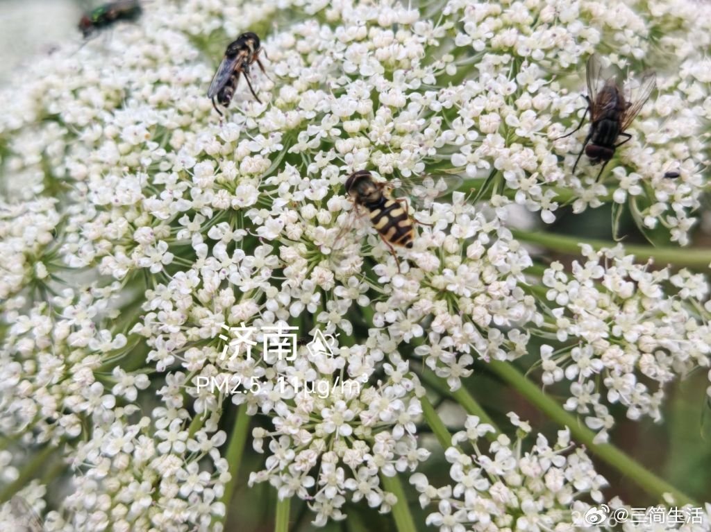 食蚜蝇。。2026年06月09日21点，济南，晴，22℃，湿度48%...