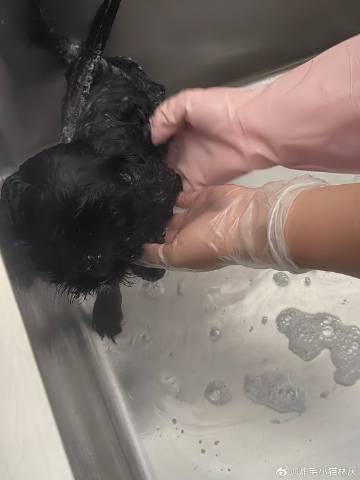 我家呱呱洗个澡怎么丑了哈哈哈哈哈哈哈