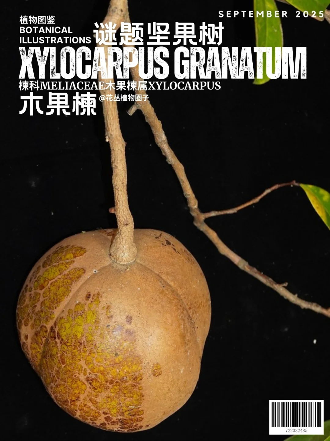 谜题坚果树Xylocarpus granatum