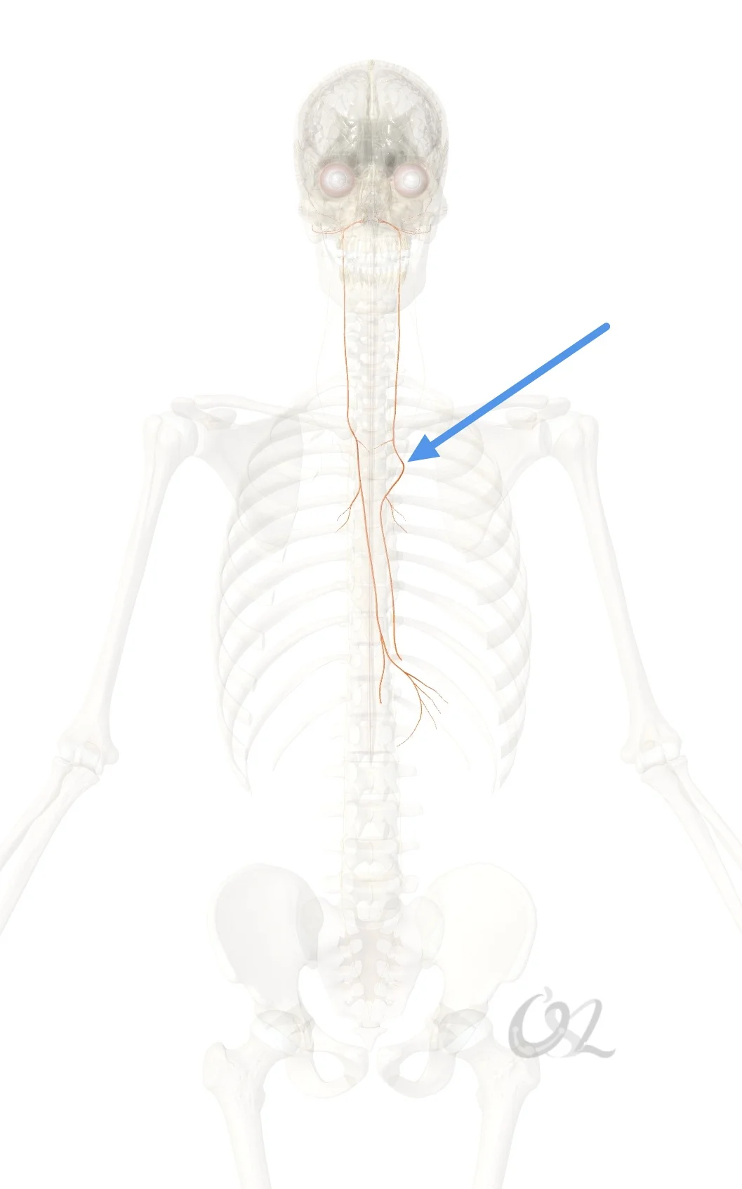 迷走神经是唯一一条源自脑干并贯穿全身的神经。它负责调节对心脏，肺，喉部和呼吸道的