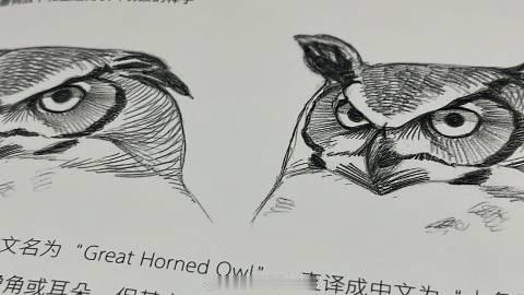 一读到猛禽就发狠忘情，如果拍下我读猫头鹰的表情，那将是复刻李湘看王诗龄