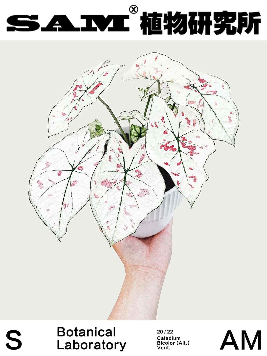 如雪｜Caladium Bicolor Ait. Vent.