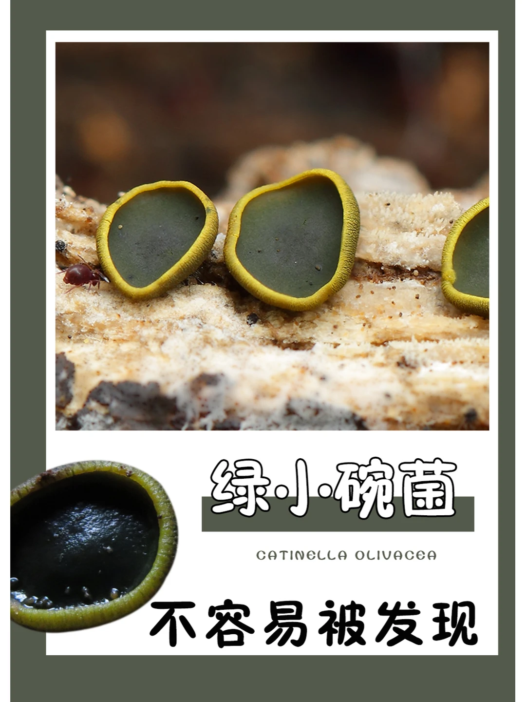 又一个绿色的小可爱~