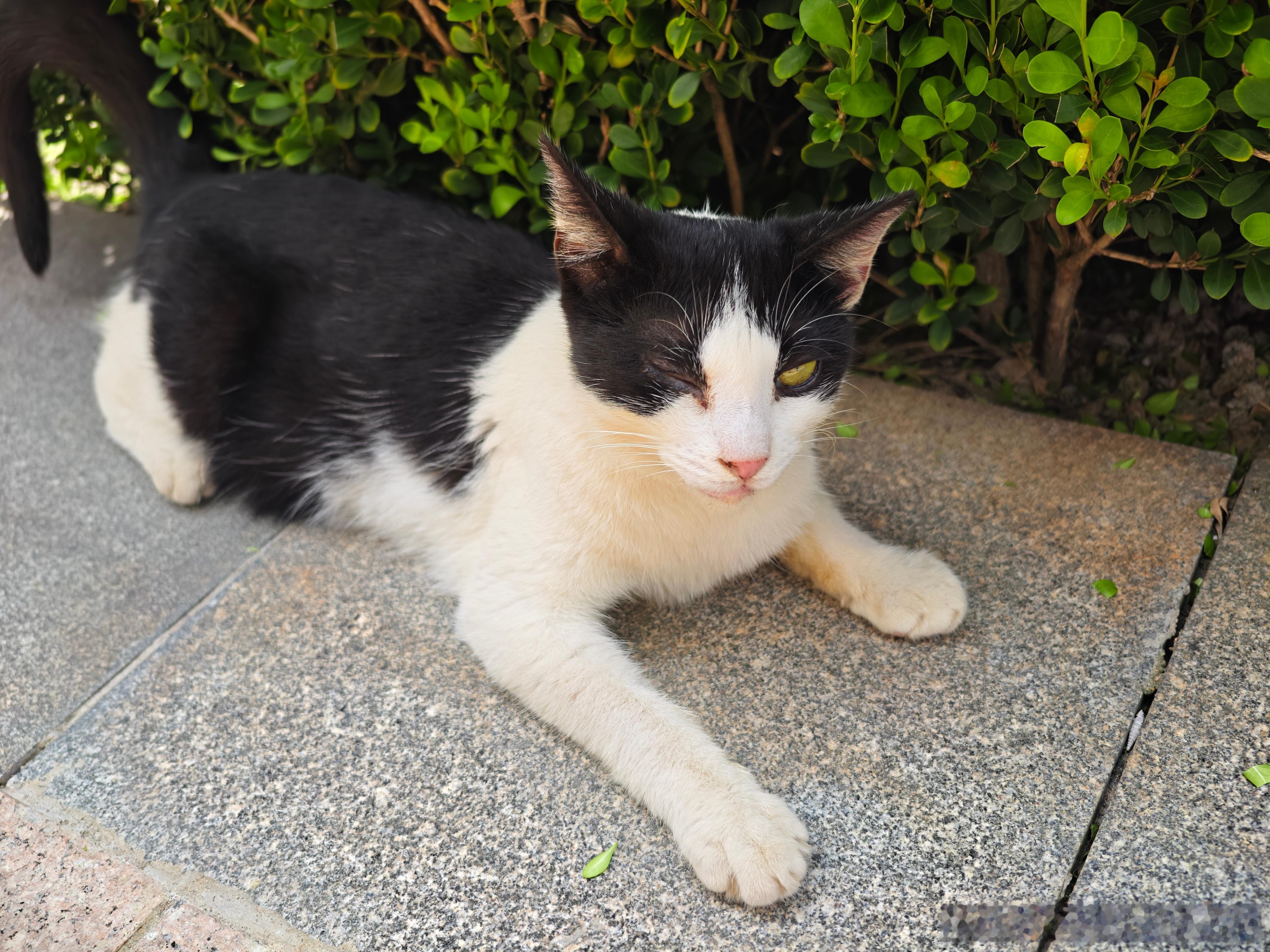上海流浪猫流浪猫麦粉们，今天继续更新渣猫，我中午过去的时候阿福、阿牛和小奶牛都在，它们一看我来了就都冲过来迎接（图一）。阿福往我裤腿旁一坐，阿牛最谄媚，喵喵乱叫，小奶牛也很热情，所以我在它们有猫粮的前提下又给它们发了点，它们也很给面子地吃了几口。小姐姐说的对的，阿牛现在是大哥，你们看它稳坐C位就懂了（图二），我之前和你们说小奶牛的那只眼睛怕是要瞎，然后小哥前几天和我说真瞎了，我们讨论着应该把它坏死的眼球摘除，否则脑袋和另一只眼睛怕是也会有炎症，但是小姐姐仍然抱着希望，说它眼睛可以聚焦，我今天去看了还是维持我原来的意见（图八）。不是说三花都是美猫吗小猫戴上头箍仿佛被施定身术第一次看见漫画脸小猫