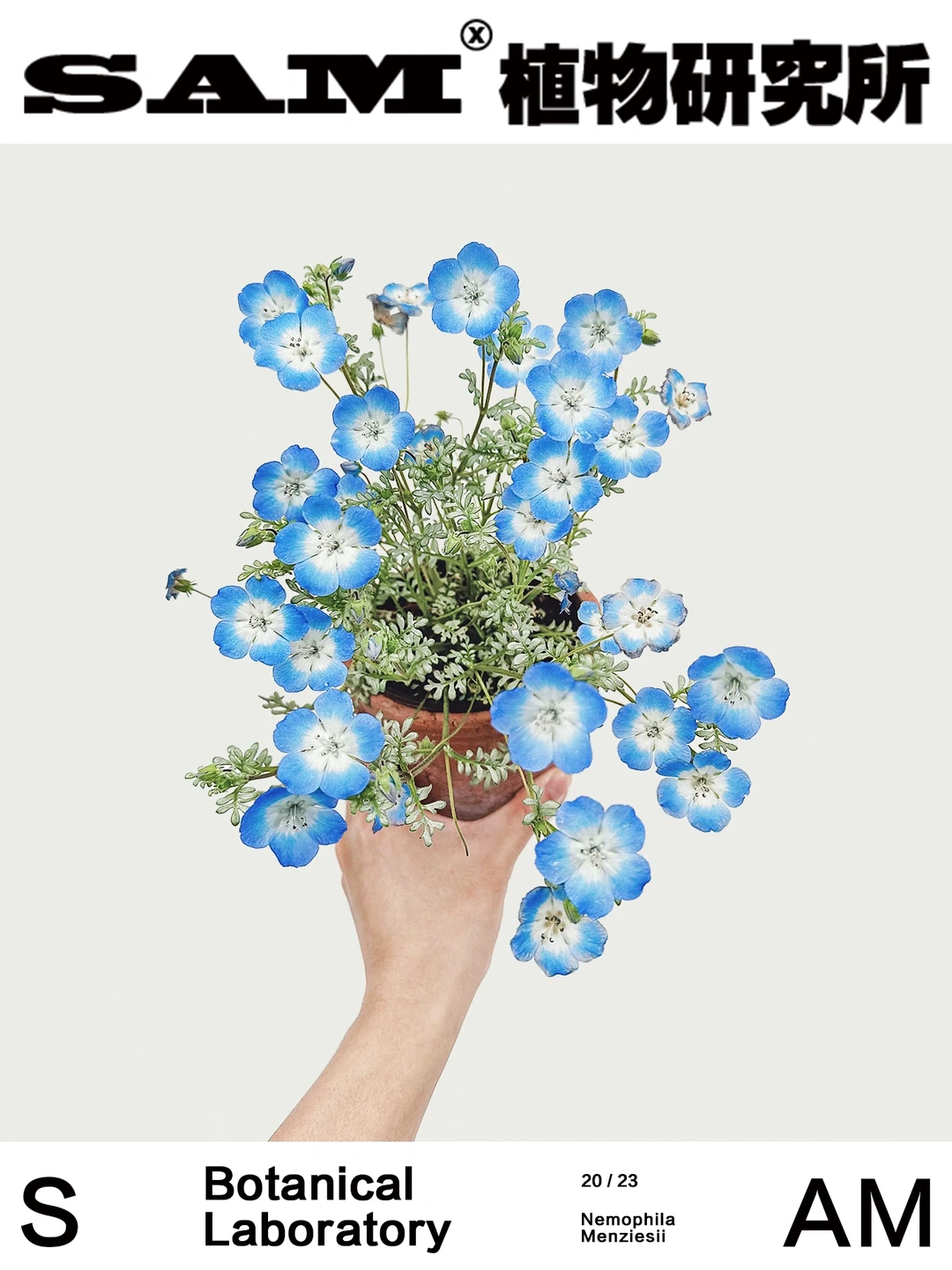 银叶喜林草｜Nemophila Baby Blue Eyes