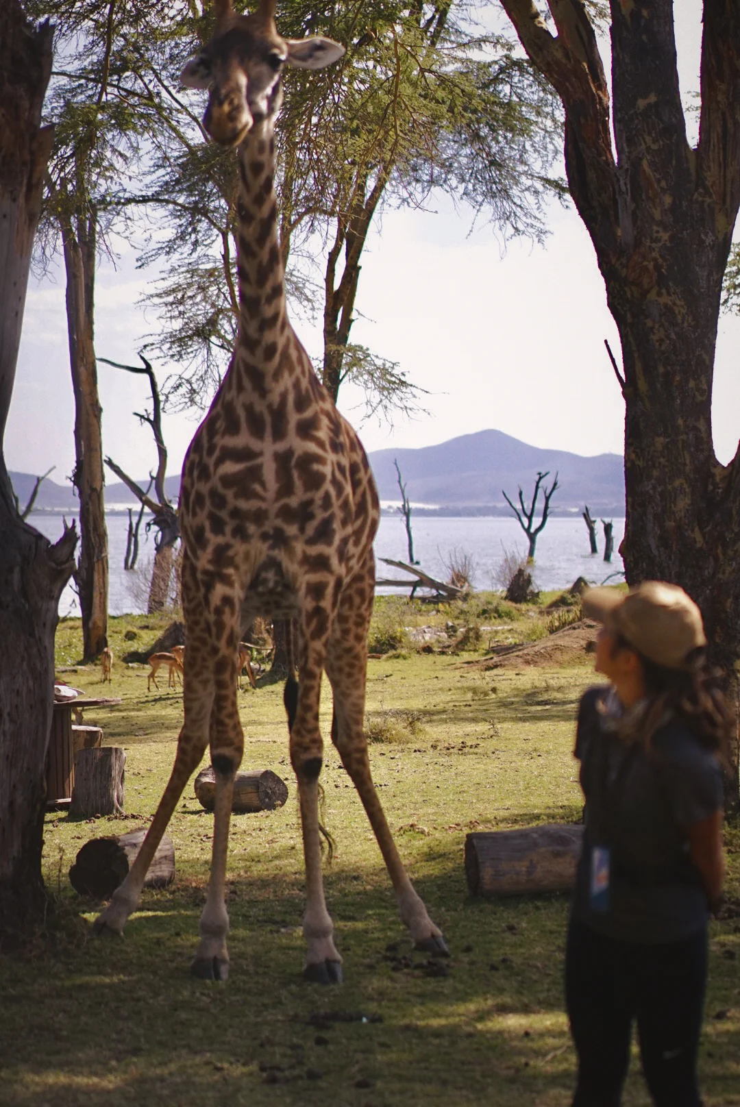 奈瓦沙🇰🇪｜新月岛徒步Safari，跟🦒快乐贴贴