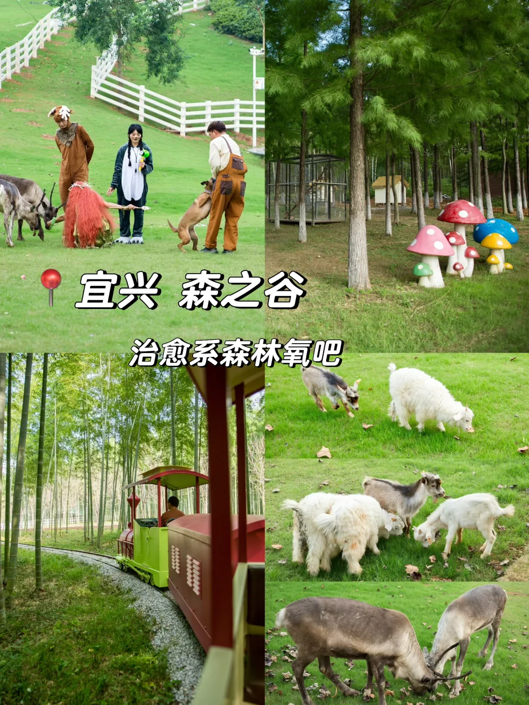 宜兴森之谷🏞️闯入森林秘境 与萌宠零距离