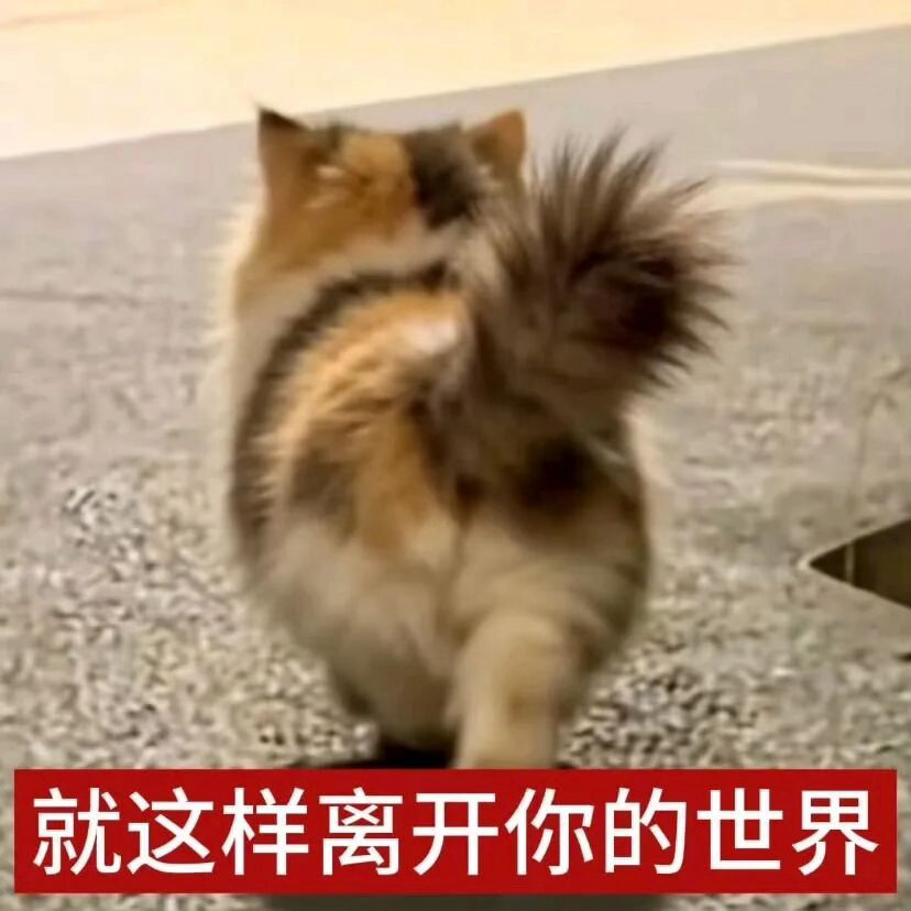 分享一些小猫咪表情包