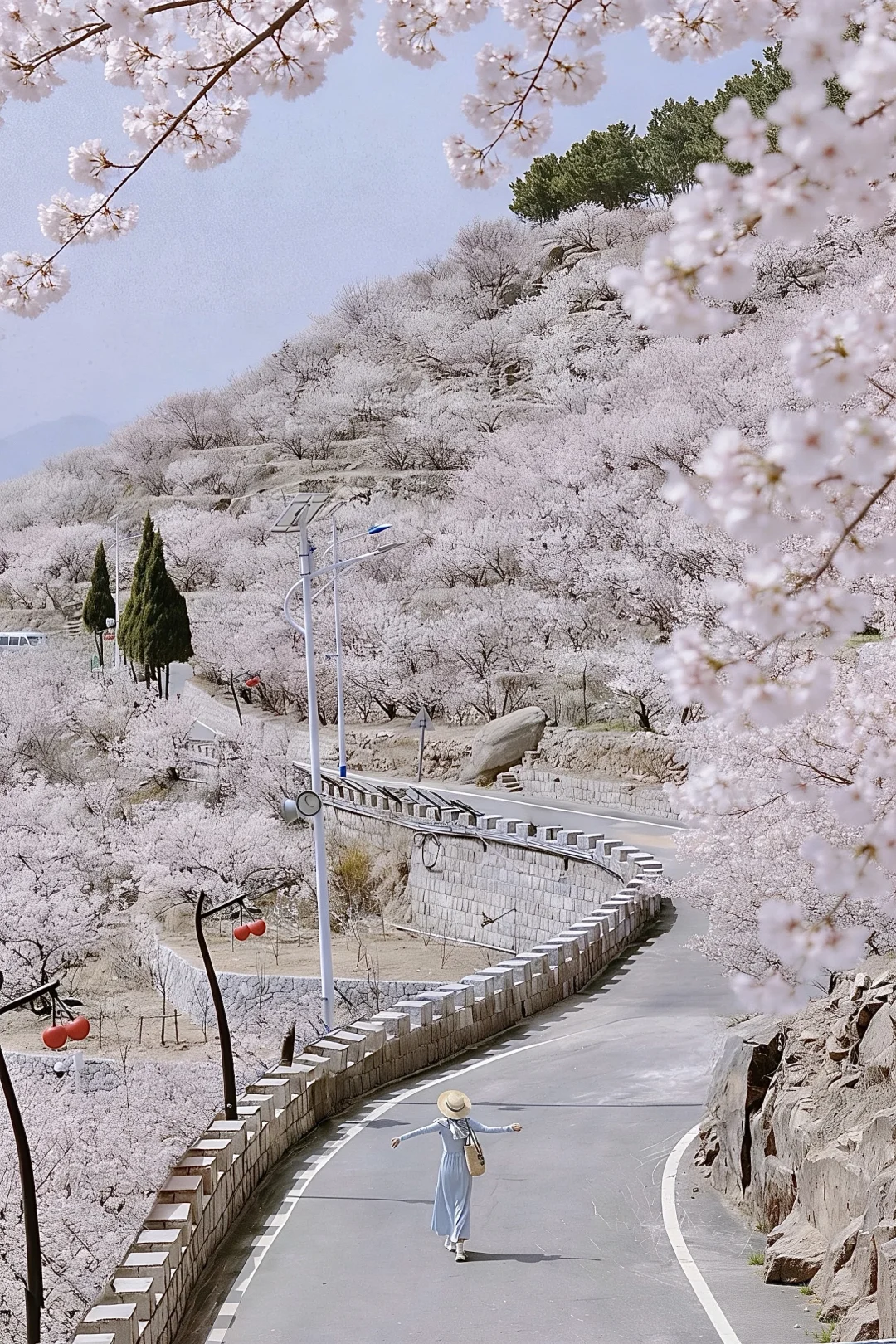 在青岛！被朋友圈问爆的1️⃣8️⃣个赏花机位🌸