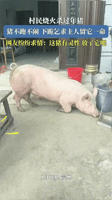 “万万没想到！”贵州一村民家中杀年猪，柴火水都备好了，就在众人正要动手...