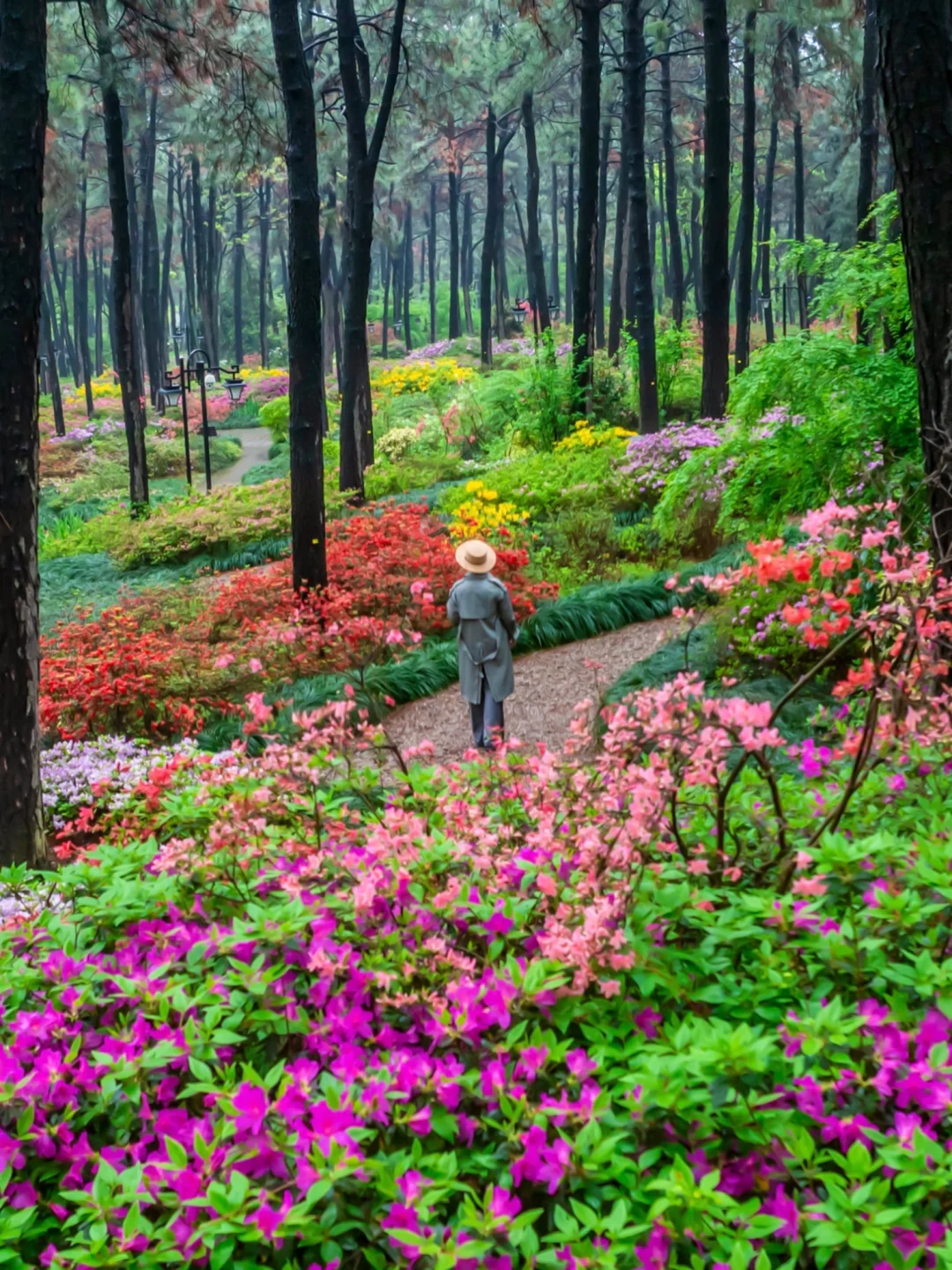 4.9临平山实拍，春天天花板…