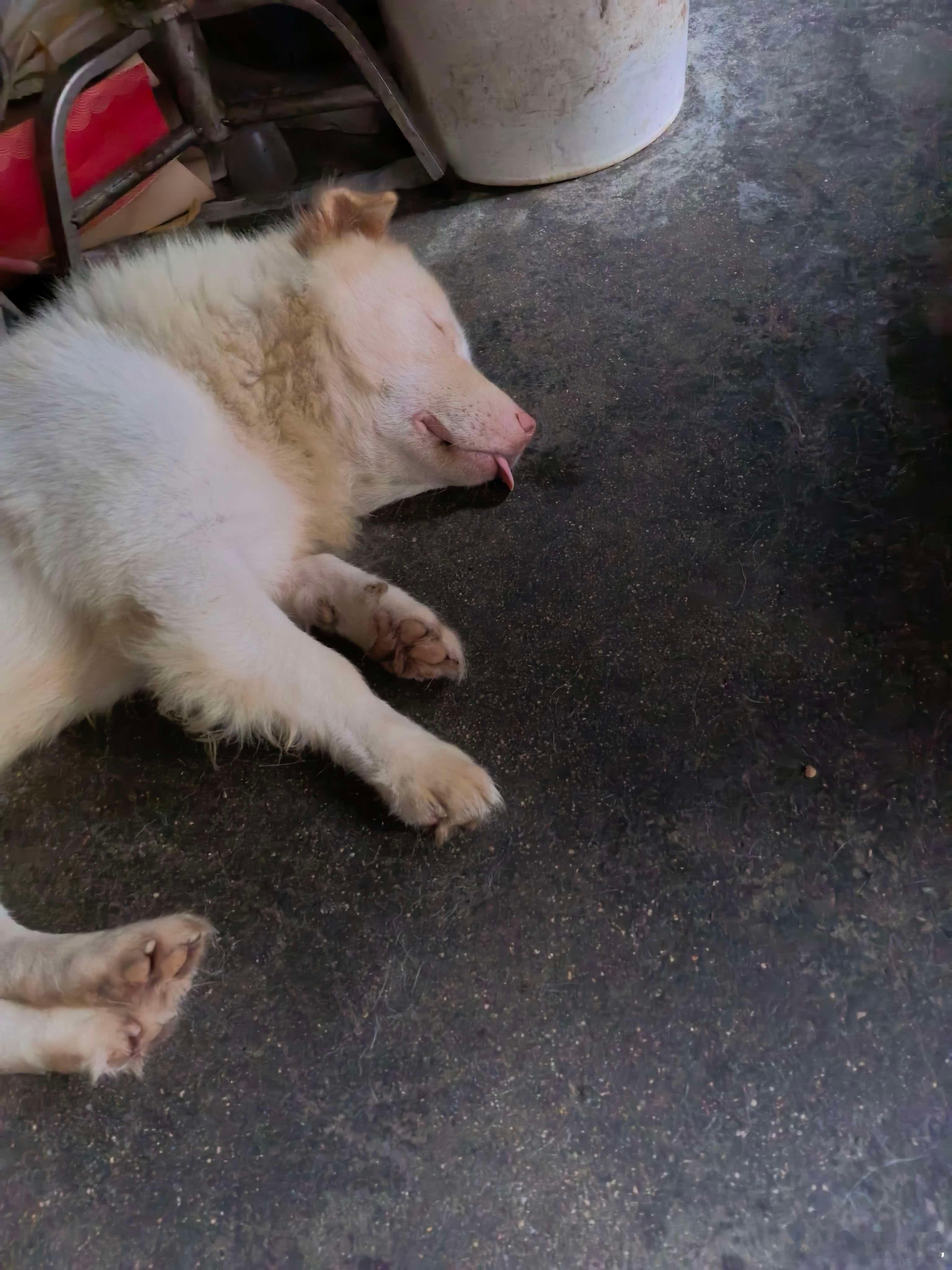 你什么时候 也开始 睡觉吐舌头了？ 吓得我 还以为你怎么了    ​​​