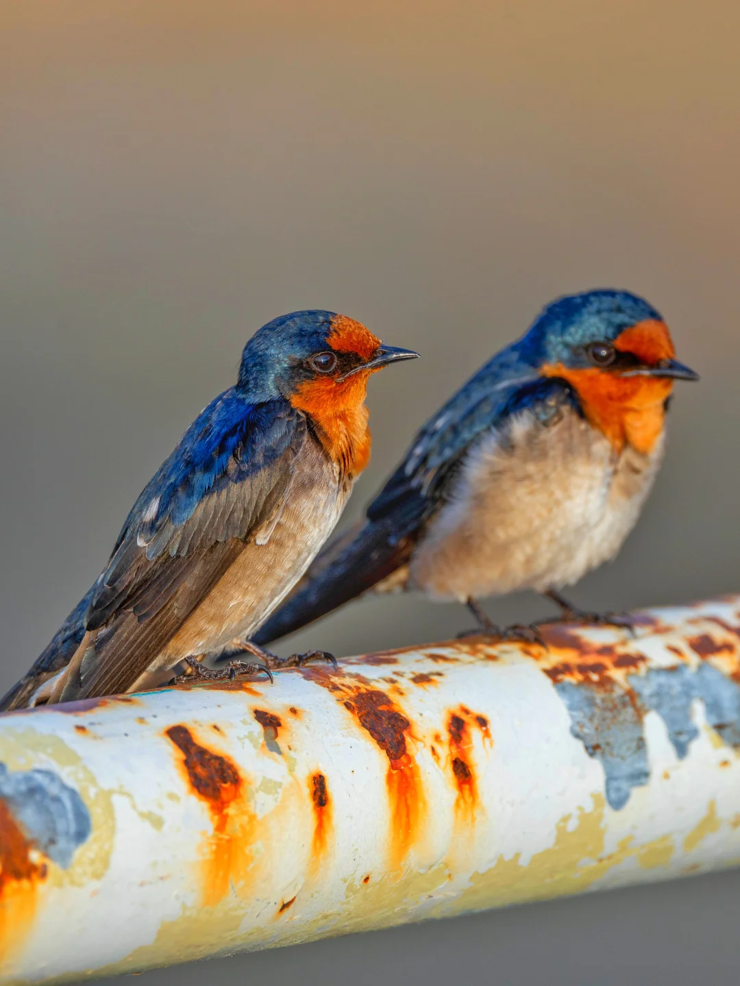 新年小燕子穿花衣，还是金属色花衣