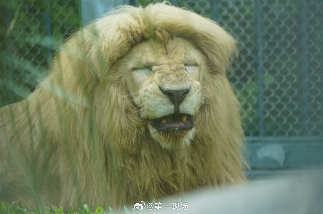 【雄性，曾因齐刘海“发型”走红】7月15日晚，广州动物园发文称，17岁...