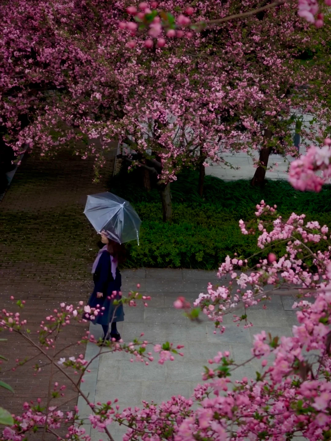 浙大紫金港的樱花也太好拍啦！封神机位攻略