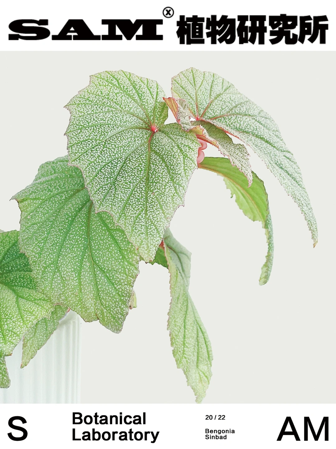 辛巴达｜Begonia Sinbad