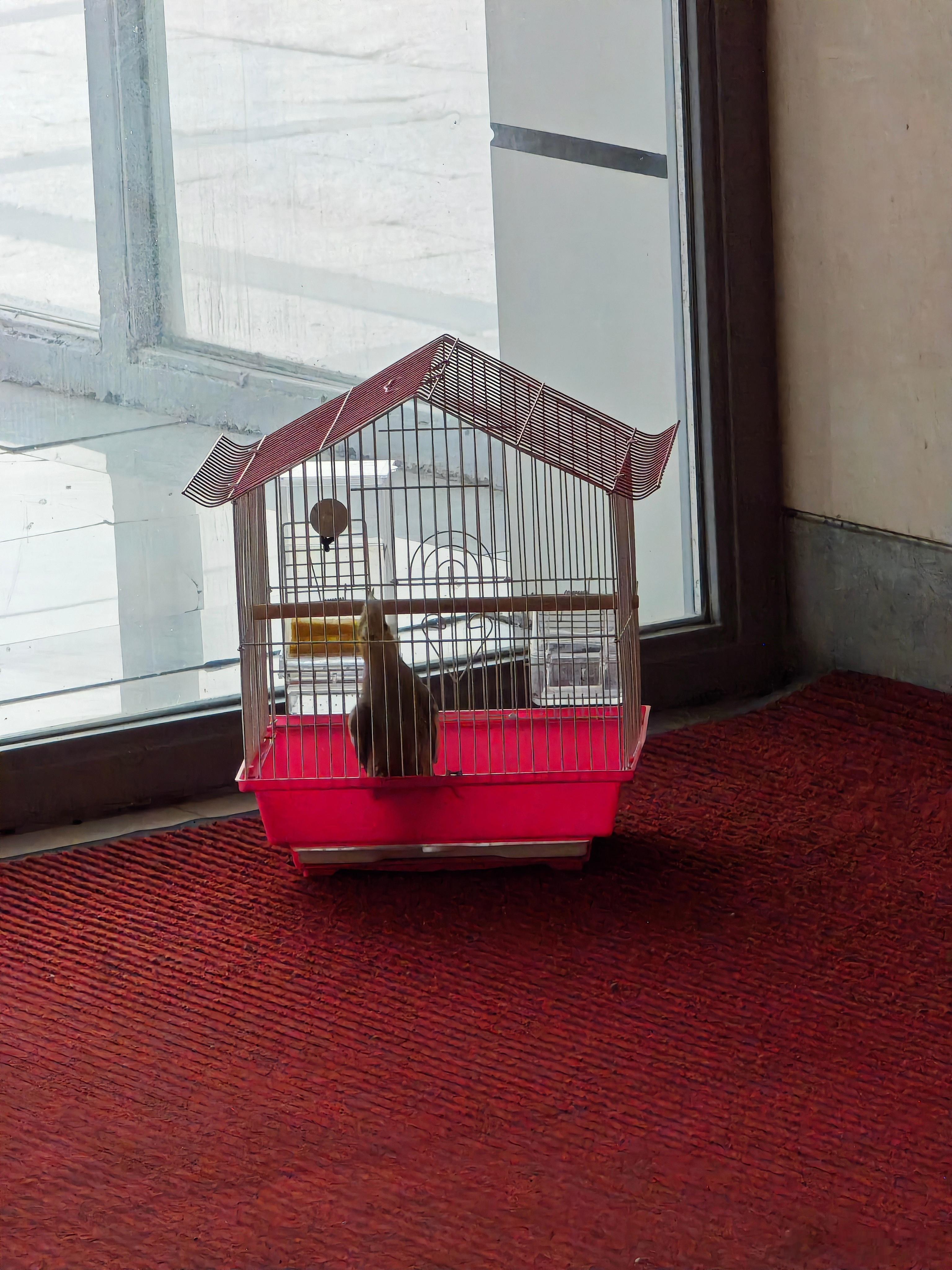 谁的鸟🐦[开学季][开学季][开学季] ​​​