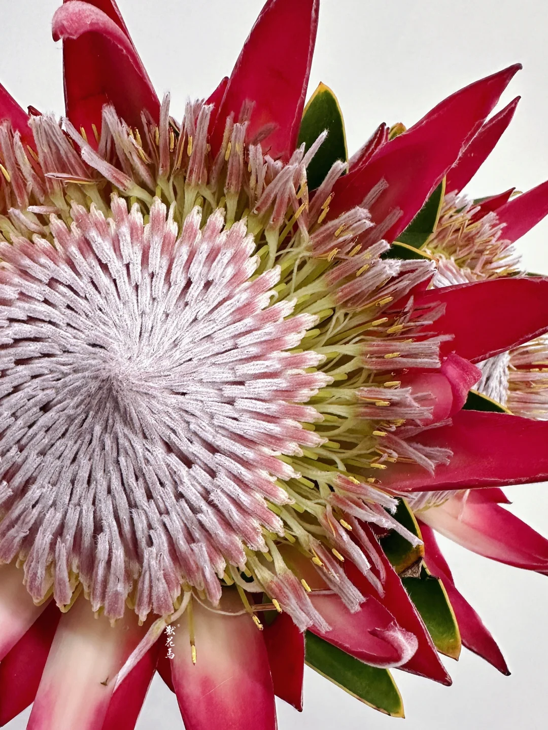 花材认识｜南非红帝王🔴艳压群芳的帝王👑