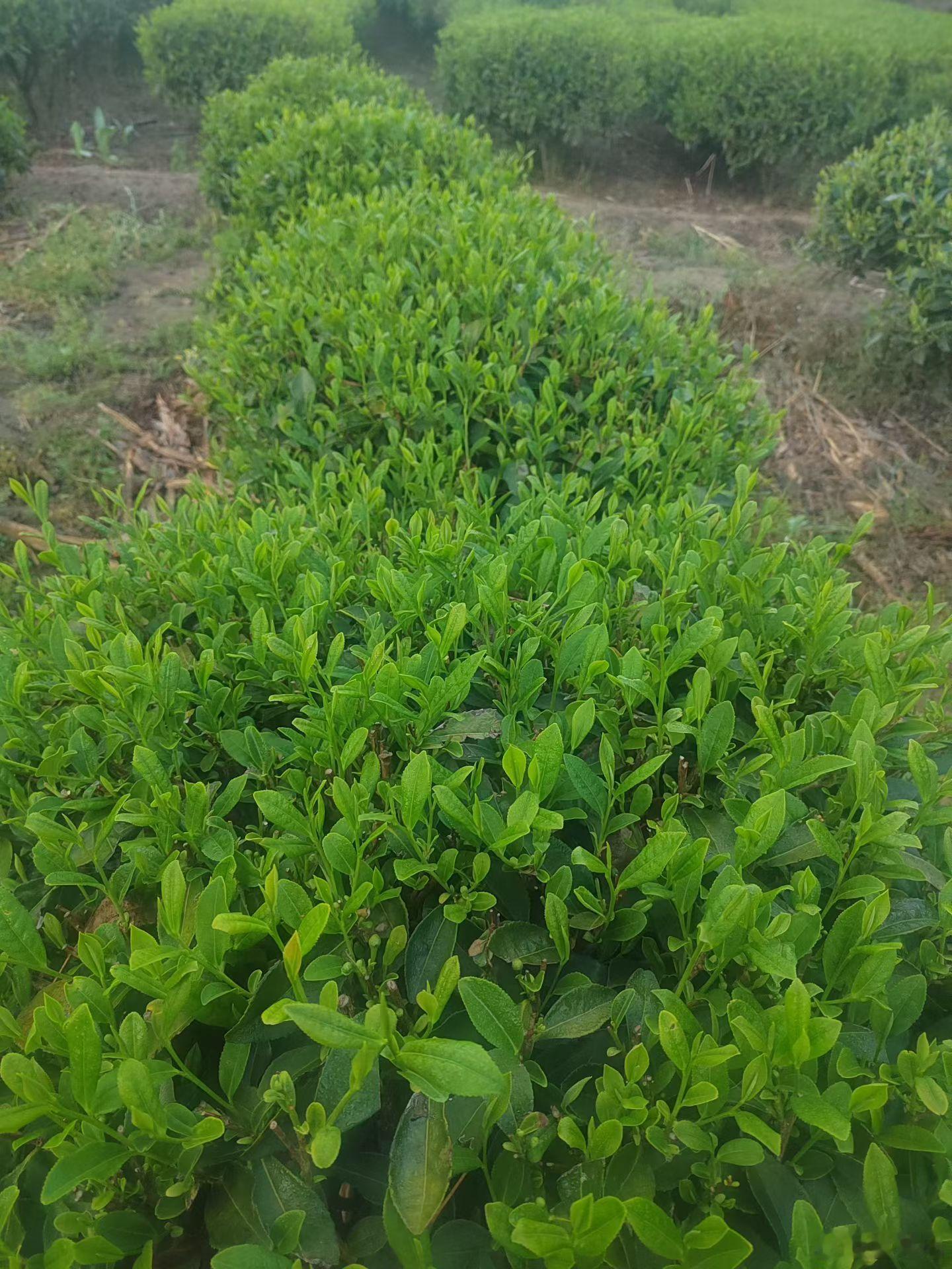 哎嘛，国际乒联单打世界杯刚刚结束，大头险胜松岛空辉，首次夺得该赛事冠军...