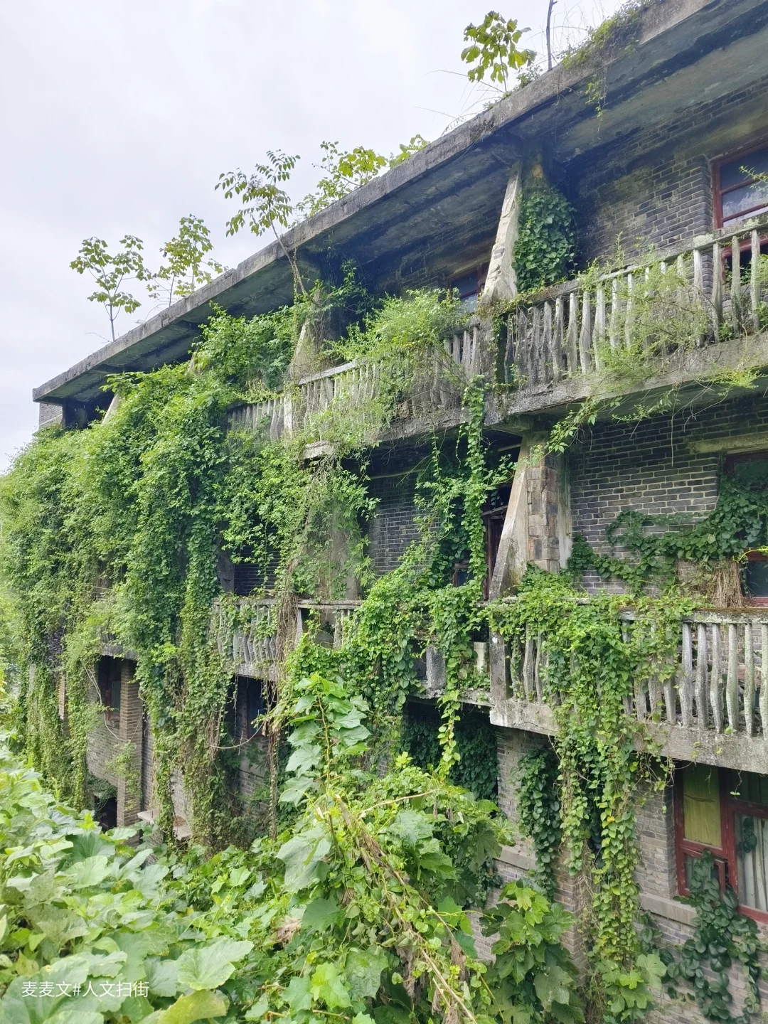 【巴南】这几栋荒废青砖老房被绿植封神啦