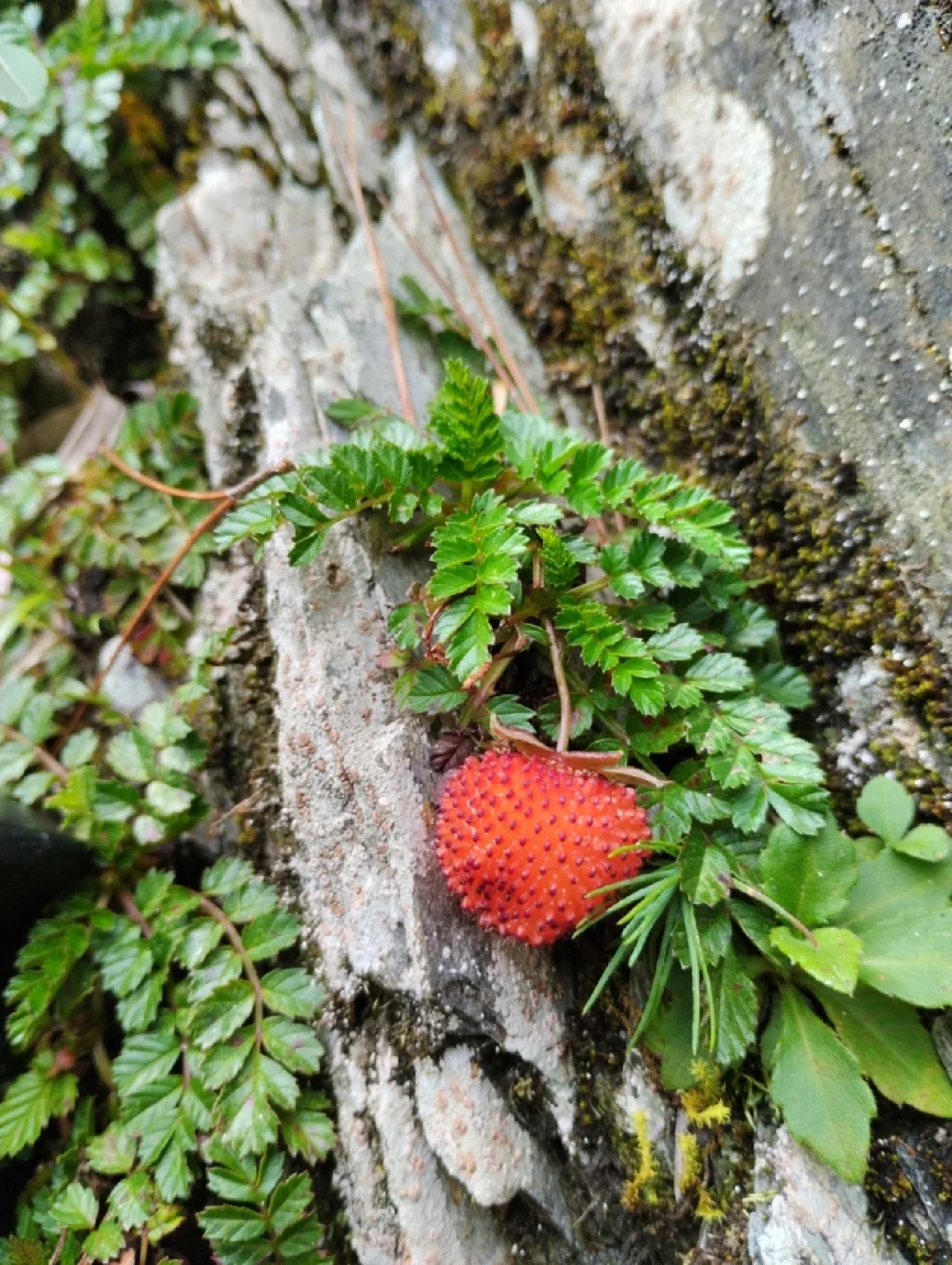 台湾悬钩子 台湾莓Rubus taiwanicola