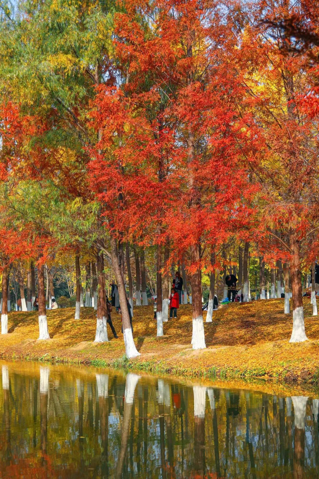 11.20浐灞湿地公园…秋日氛围感拉满！