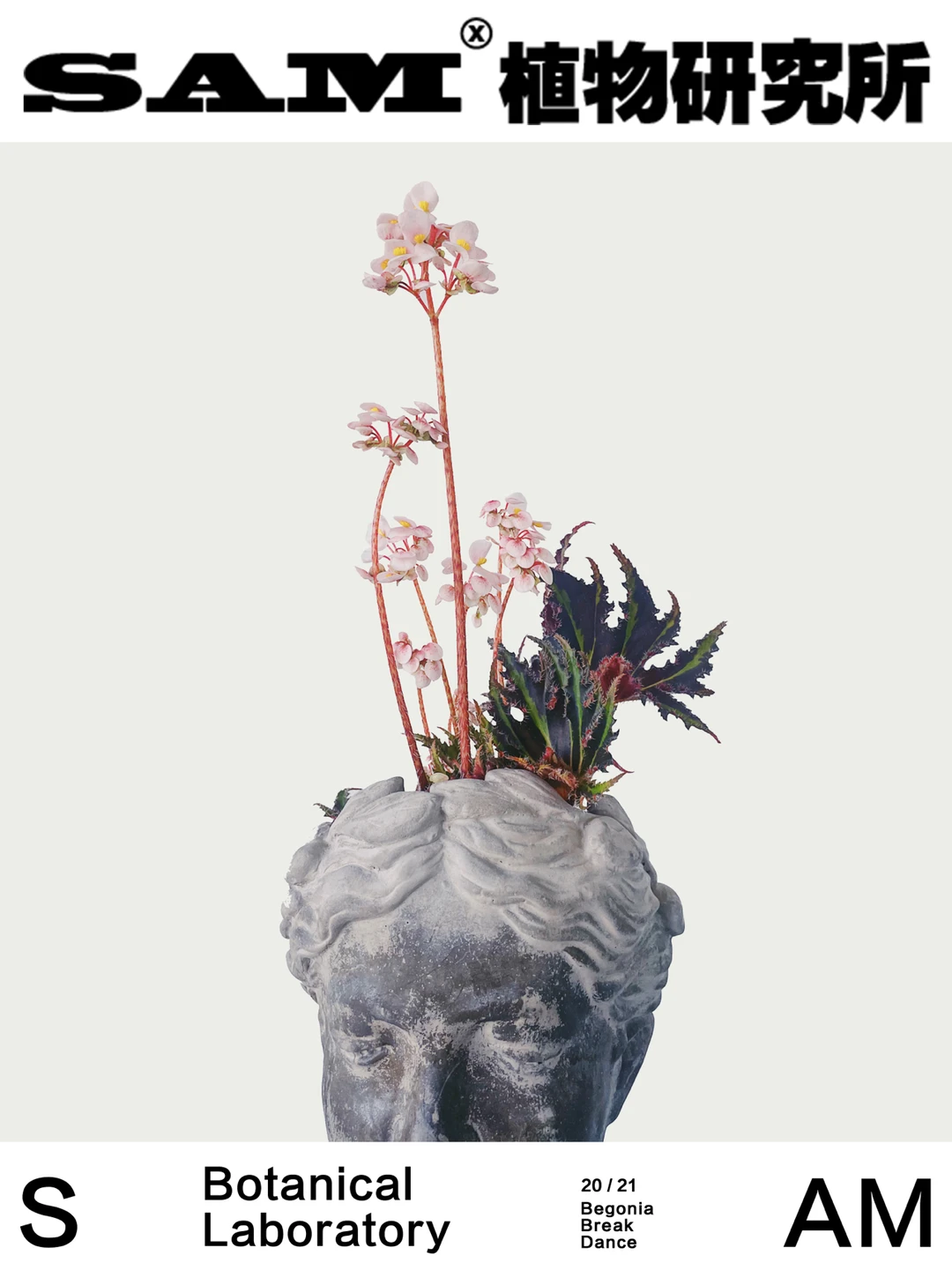 霹雳舞秋海棠｜Begonia Break Dance