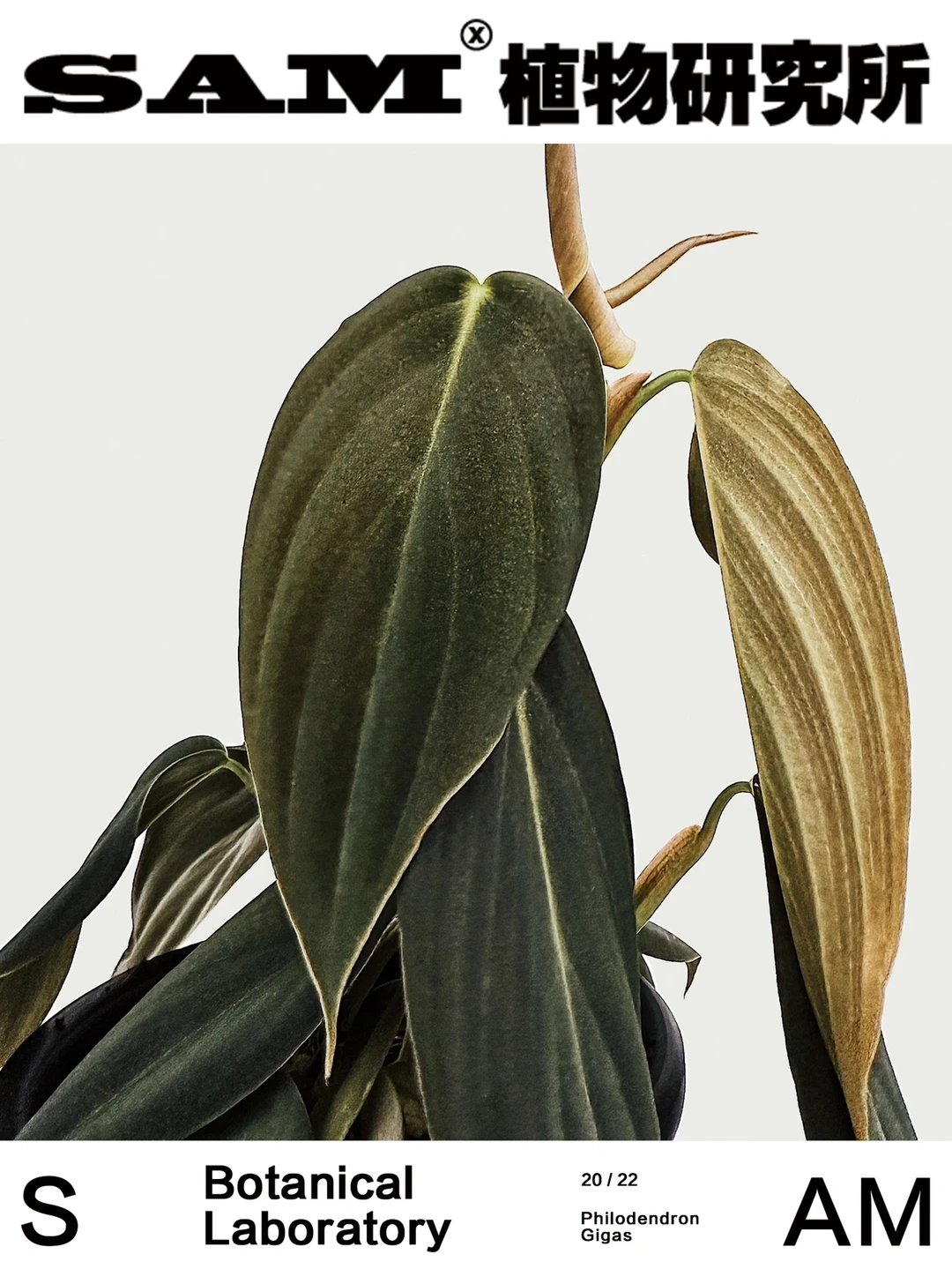 牡蛎蔓绿绒｜Philodendron Gigas