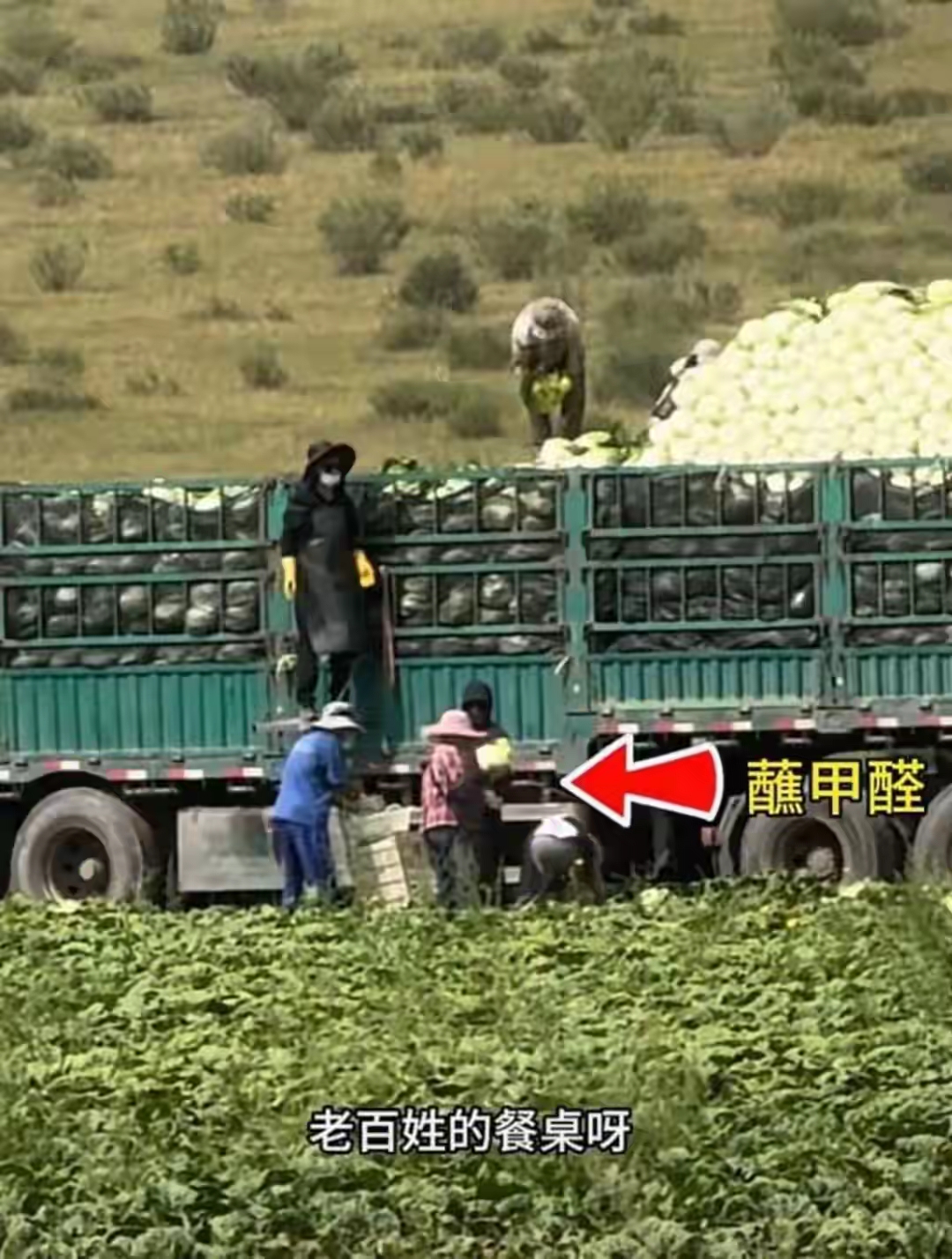  家家户户都在吃的白菜，暗藏多年行业黑幕，看完你还敢乱吃吗？
谁能想到，我们天天吃的大白菜，藏着一个持续14年的行业顽疾！
 
河北康保甲醛白菜事件彻底刷屏，看完真相真的越想越后怕。
 
博主粉丝提前爆料，实地暗访、送检取证，实锤当地商贩装车时，统一给白菜蘸甲醛保鲜。
官方火速通报情况属实，三名涉事