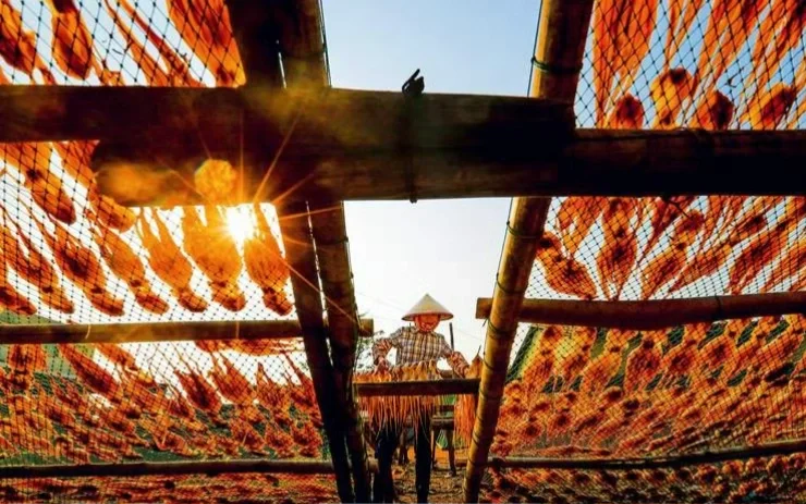 蓝天阳光之下连鱼鲞都闪闪发光