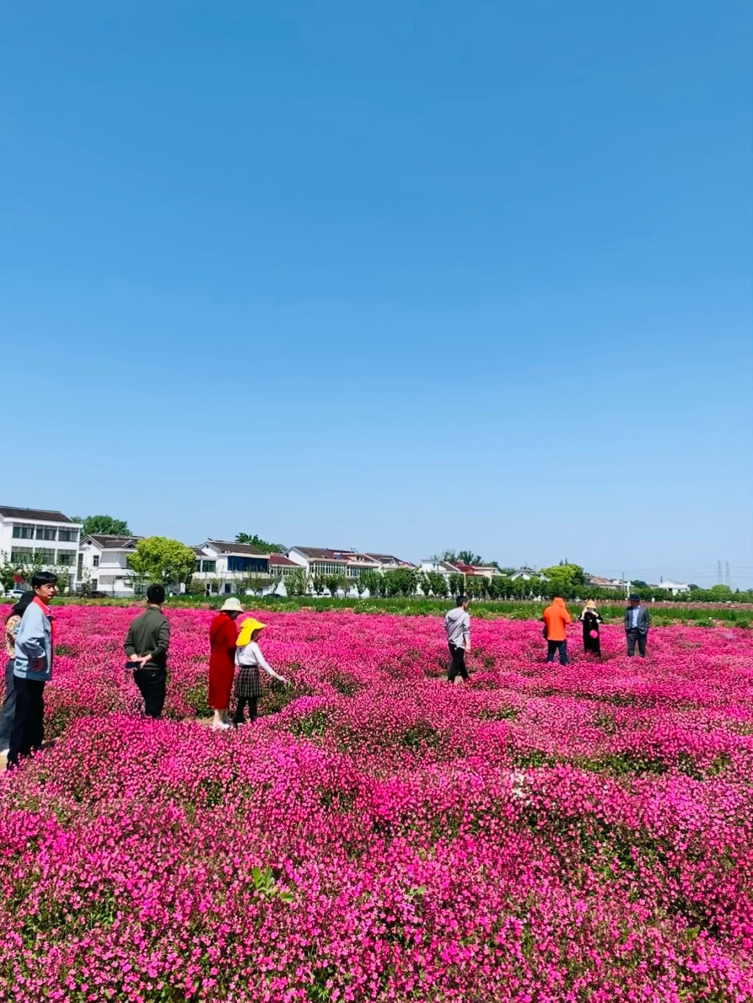 苏州13点51分 | 花海live图，真的后悔了😭