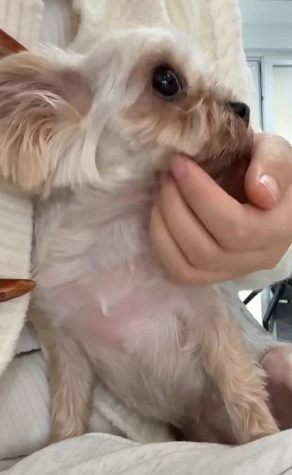 别rua我肉肉~好痒好痒