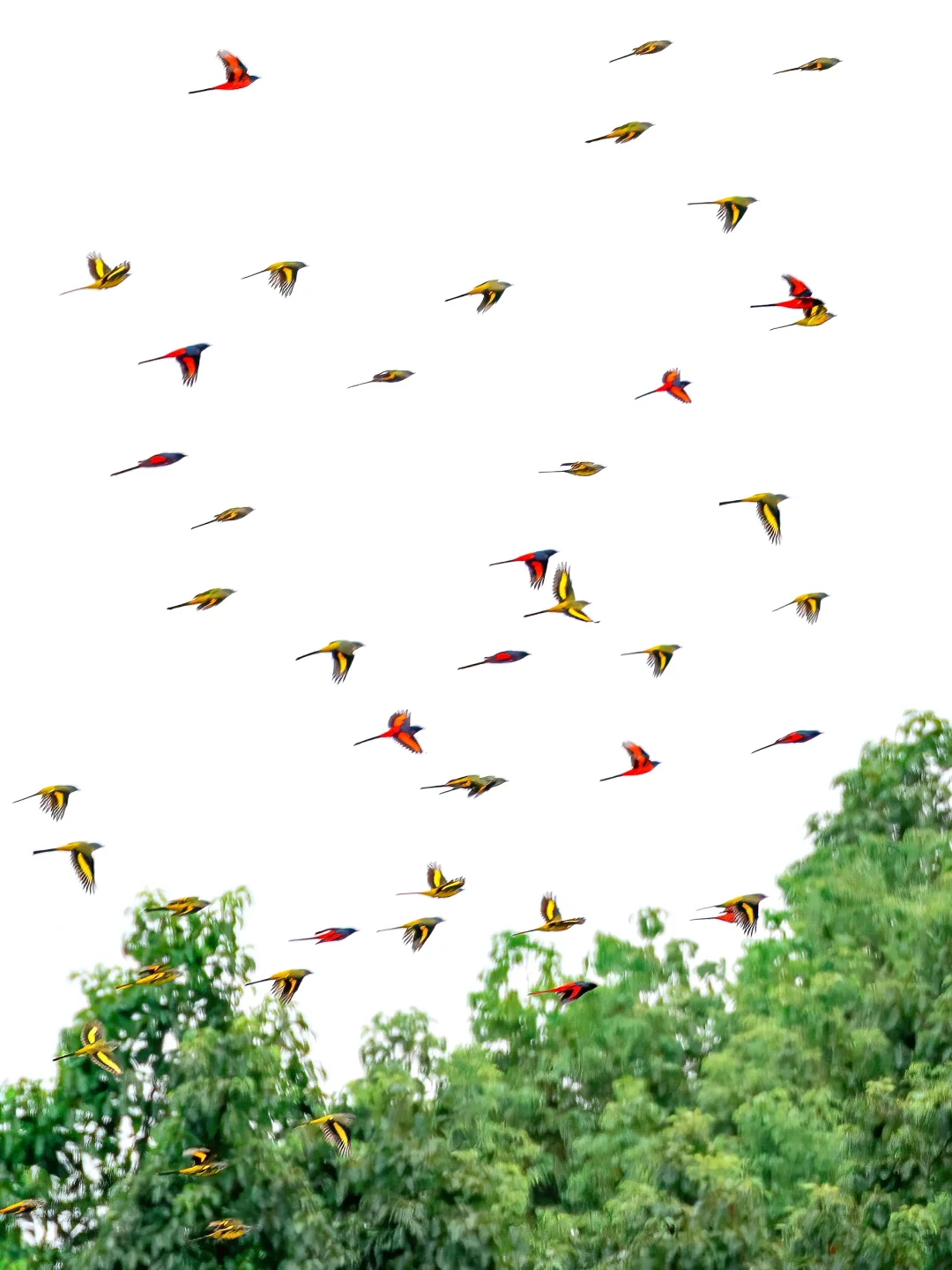 绝美的大群红黄色山椒鸟飞过山林