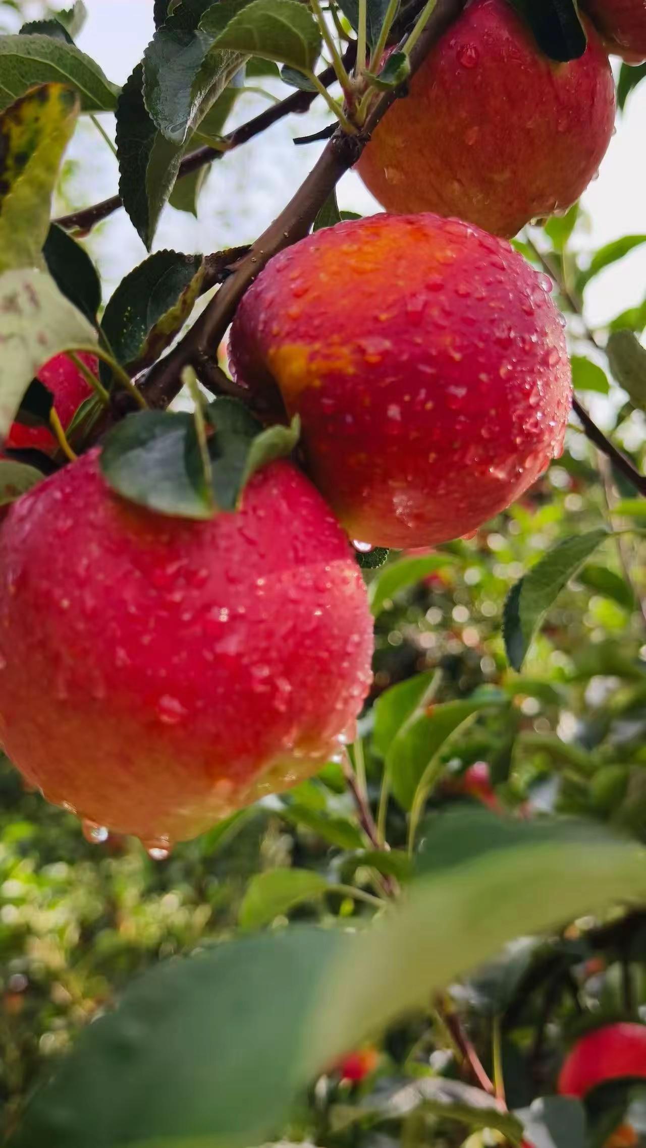 🍎大雨过后的昭通红露苹果来了！🍎雨水滋养，果肉水分更足，脆嫩爆汁。🍎大山自然生长，每一口都是原汁原味的果香！