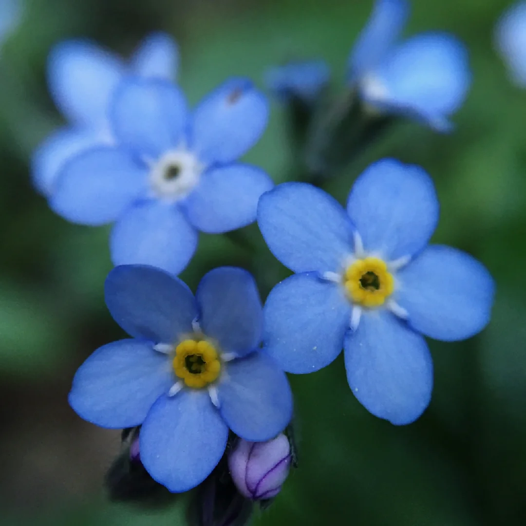 加纳利勿忘我Myosotis latifolia
