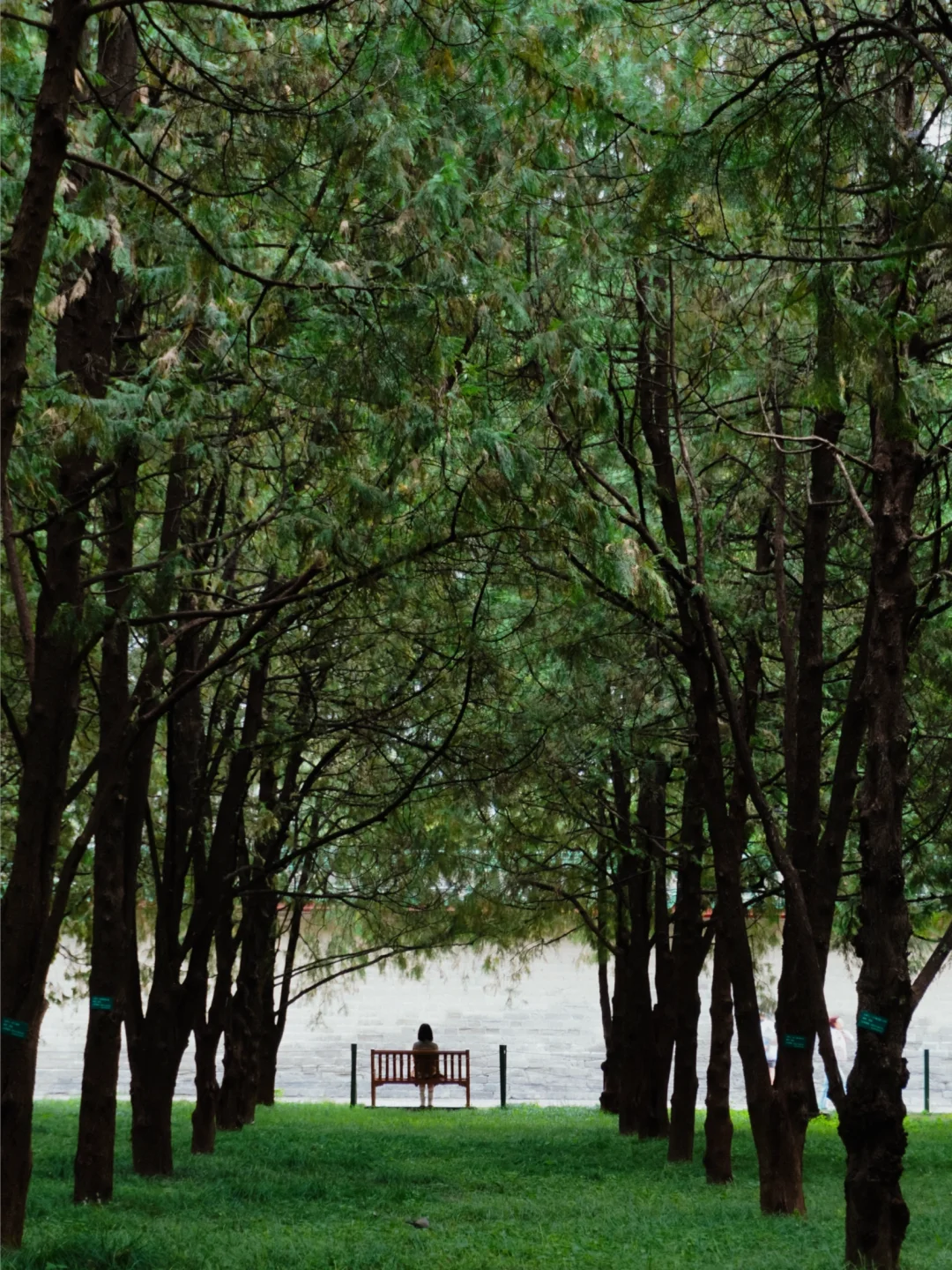 北京必去，地坛的海，在沉寂中感受生命的力量