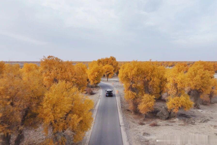 大漠与碧水相映，苍劲胡杨点缀其间。阿瓦提县的胡杨林正慢慢换上金装，绘就一幅独属于秋日的画卷。（来源 | 阿瓦提县零距离）

📍刀郎部落景区
📍刀郎沙漠胡杨营地

#秋天的新疆一眼万年# #去新疆追秋天# #遇见南疆# ​