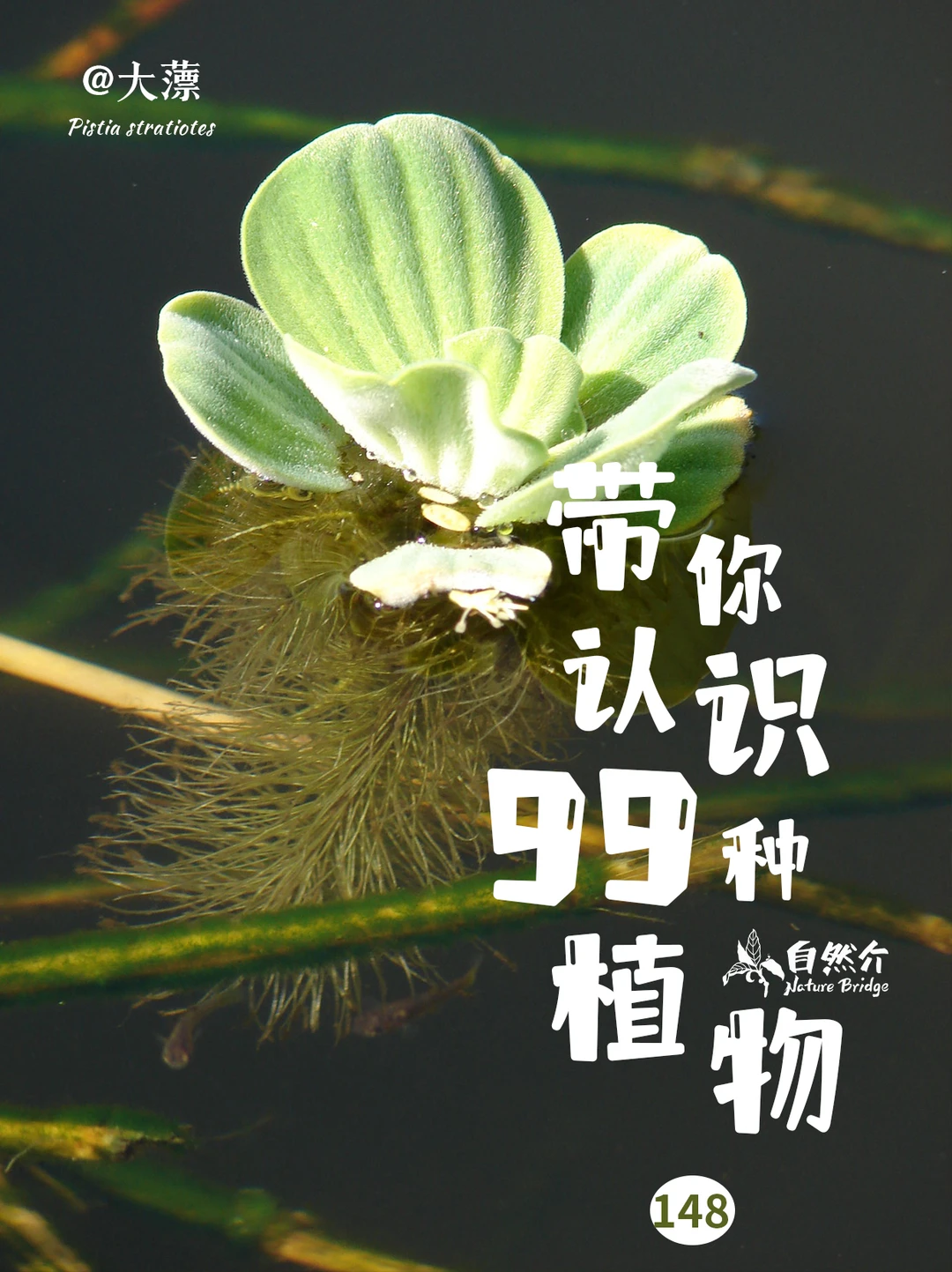 带你认识99种植物