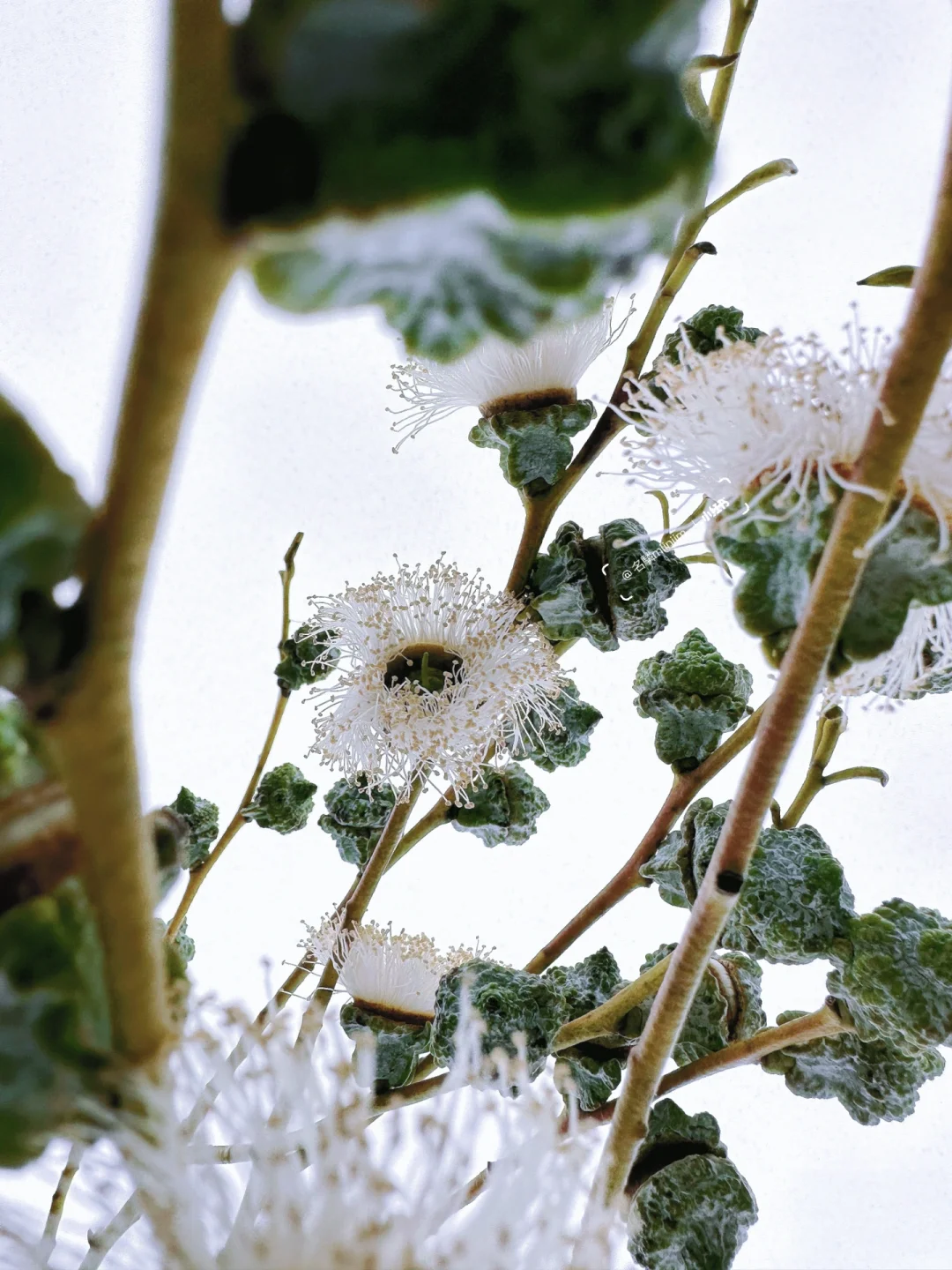 带你每天认识一种花材237｜尤加利“果”