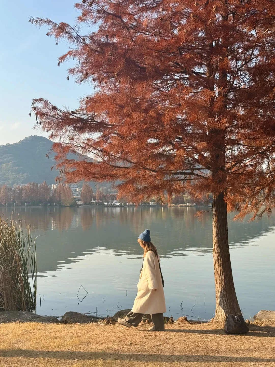 实拍Live🍁湘湖此刻的红杉真的杀疯啦！！！！！