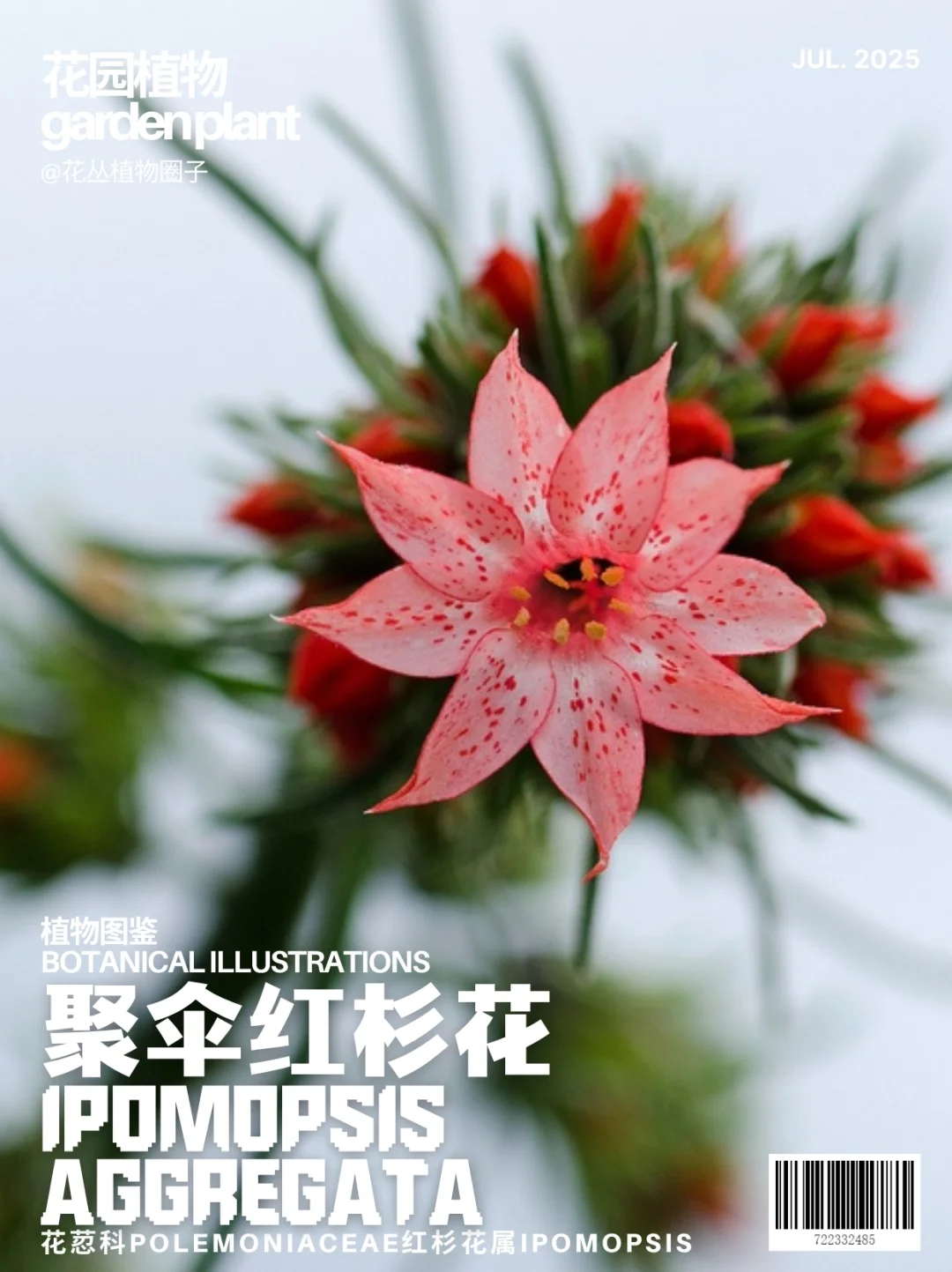 聚伞红杉花Ipomopsis aggregata