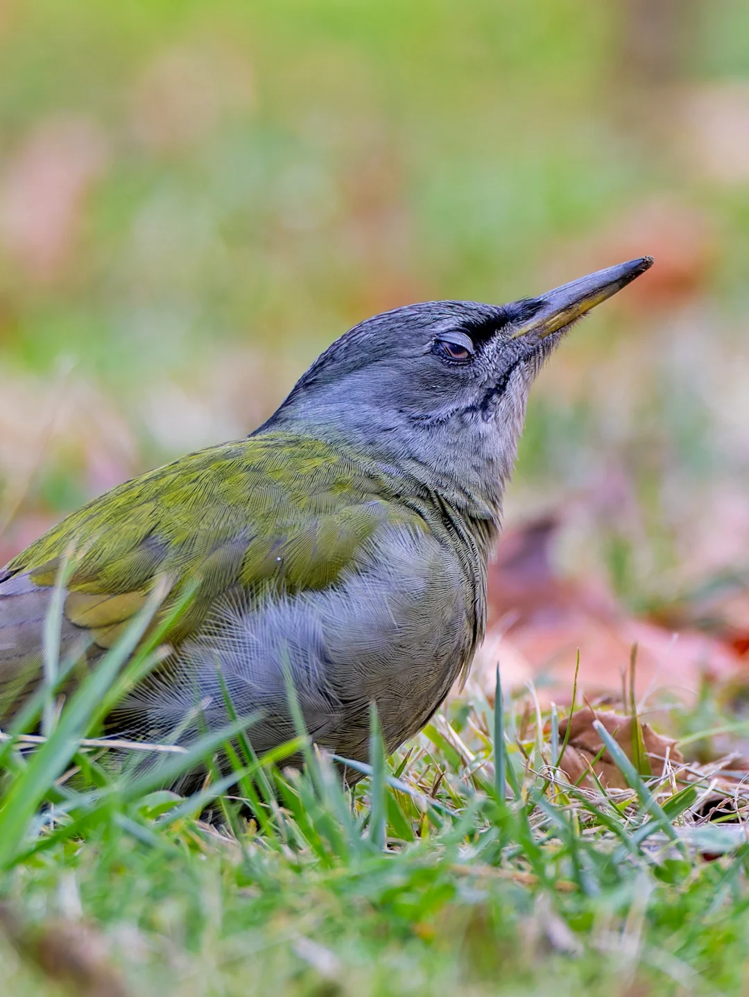 有没有见过走地的啄木鸟（贱贱的）