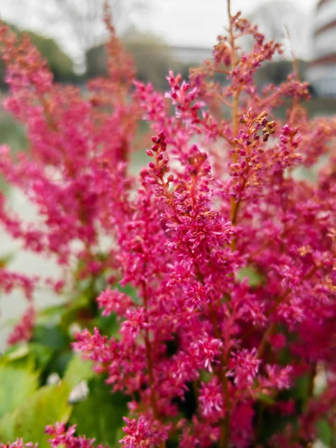 学校里不知名野花