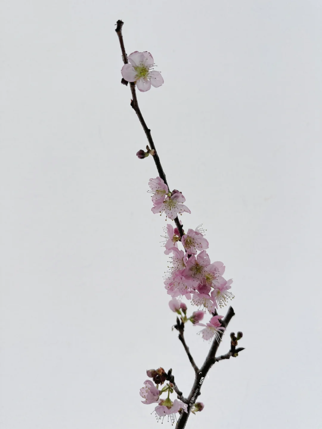 花材分享｜“聊赠一枝春”