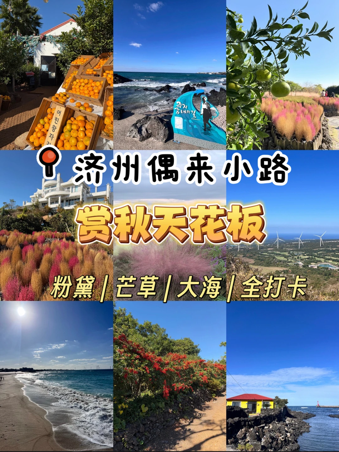 被济州的秋天美哭！粉黛芒草大海全打卡🍂