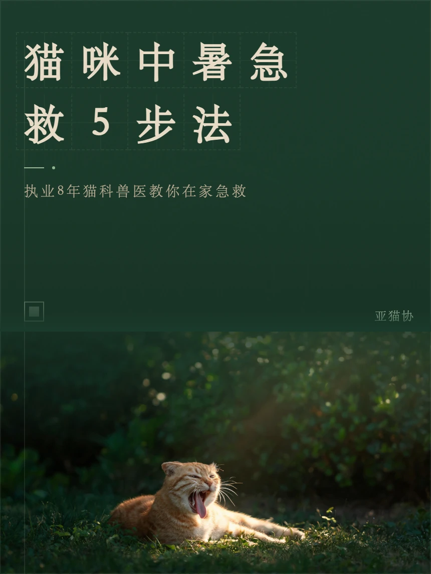 猫咪中暑急救5步法