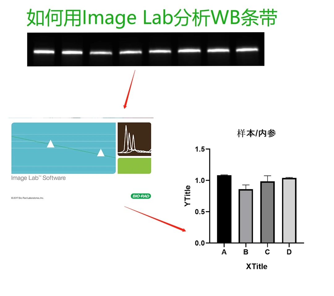 如何用Image Lab分析WB条带