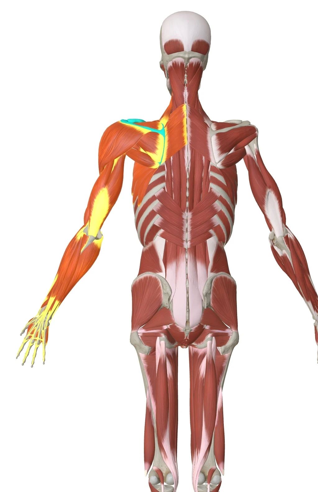 几乎身体的每一块骨头，从枕骨到骨盆，在多个维度上都有来自肩带和肱骨肌筋膜的附着点